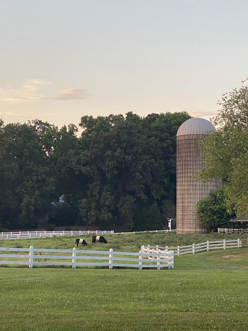 A peaceful farm scene at dusk with a white fence, green grass, cows grazing, a tall silo, and dense trees in the background.