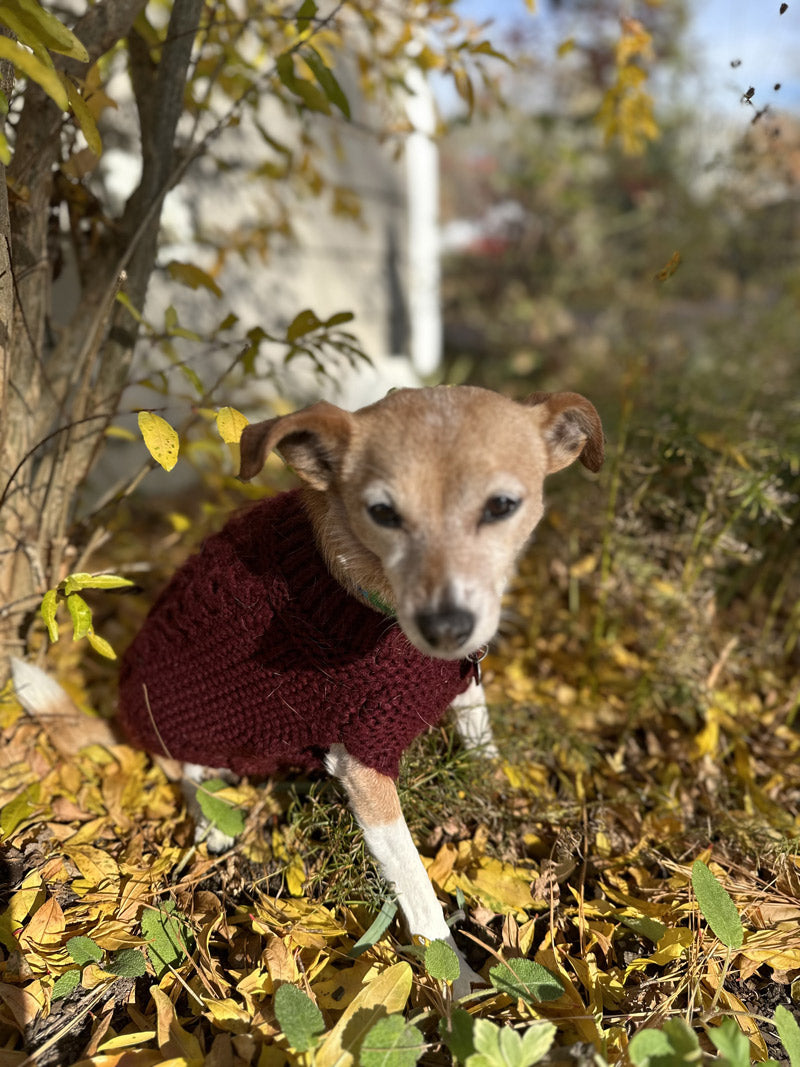 A small dog wearing a maroon sweater sits among autumn leaves and plants outdoors, with sunlight casting shadows on the ground.