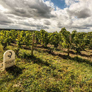 Under a partly cloudy sky, lush vineyards set the scene for FEARRINGTON VILLAGE’s Billecart-Salmon Champagne & Caviar Dinner on December 11, 2025—an evening evoking elegance and serenity.