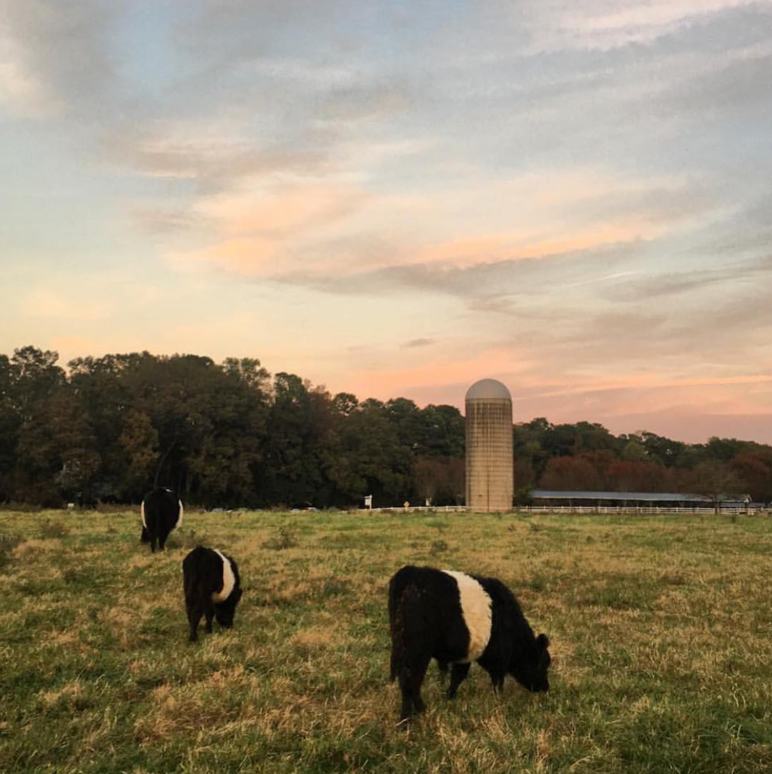 Vogue - 17 Hotels Around the World With Pets in Residence