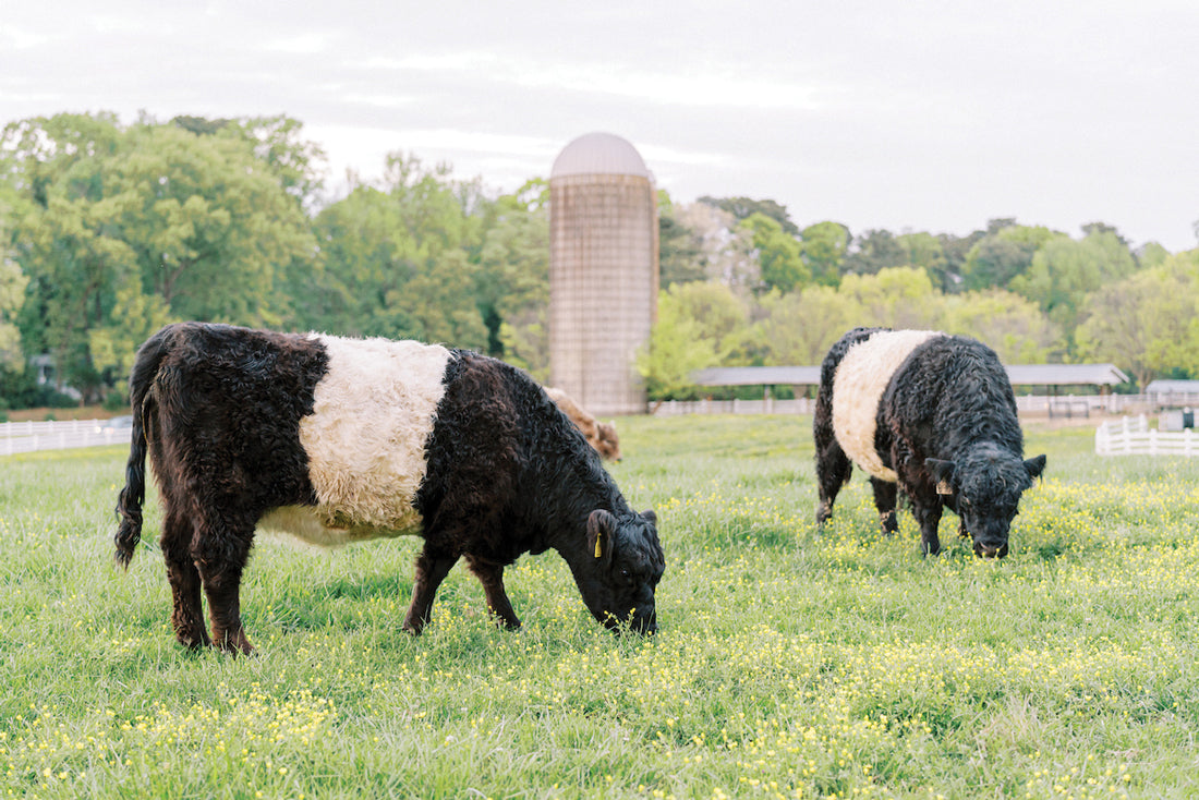 Atlanta Magazine: 5 Southern farm stay experiences
