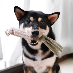 A Shiba Inu dog looks directly at the camera with a neutral expression, balancing the LAMBWOLF COLLECTIVE's Corn plush toy from their CORN & LEEK SET on its head. The softly lit white background provides a light, clean backdrop, highlighting the playful scene.