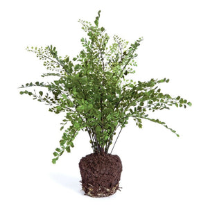 The MAIDENHAIR DROP IN 18 from NAPA HOME AND GARDEN features lush green fern foliage with delicate, lacy leaves and multiple stems. The crafted root ball is displayed surrounded by a clump of soil, making it an ideal piece for curated home decor. The realistic greens of the plant stand out beautifully against a plain white background.