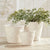 A photograph showcases three CONSERVATORY ORGANIC TAPERED POTS from NAPA HOME AND GARDEN in white ceramic of different sizes. The cachepots feature a slightly textured, uneven surface and a simple, minimalist design. The small planter is positioned in the front center, with the medium and large planters placed behind it, making them perfect for contemporary home decor.