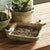 A WEATHERED GARDEN SQUARE BIRD TRAY by NAPA HOME AND GARDEN featuring an aged finish with two bird figures perched on the edge and filled with seeds sits elegantly on a wooden table. In the background, potted plants in matching ceramic pots enhance its unique appeal, while natural light beautifully illuminates the scene.