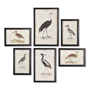 The wall boasts the NSPS HOME AND GARDEN - WATERFOWL GALLERY ART LARGE, a set from NAPA HOME AND GARDEN. It features six framed aquatic bird illustrations in a slightly irregular grid, each enclosed in an elegant black border.