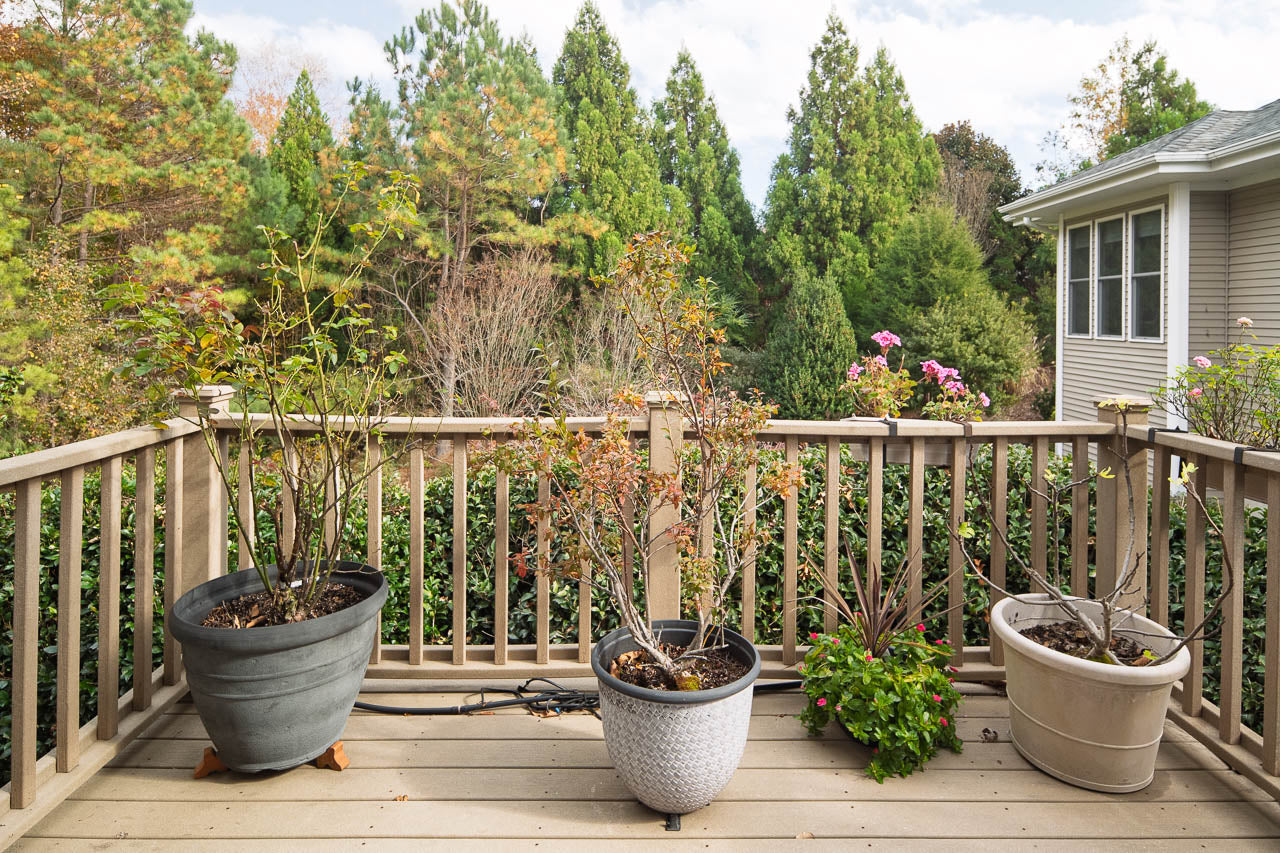 Three potted plants sit on a wooden deck with a railing, in front of a lush green hedge and tall trees. Part of a beige house with white windows is visible on the right side of the image.
