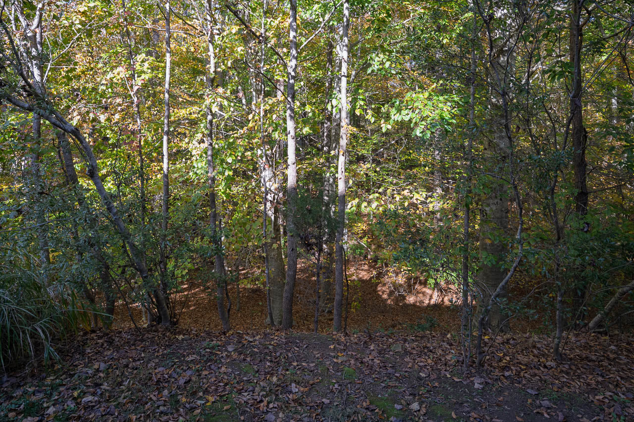 Sunlight filters through a dense forest of tall, thin trees with green and yellow leaves. The forest floor is covered with fallen leaves and patches of moss. Shadows and light create a peaceful, natural scene.
