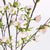 The NAPA HOME AND GARDEN Cherry Blossom Branches offer a realistic and natural cluster of delicate pale pink blossoms with green leaves, perfect as an accent for any home or office.