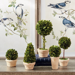 Five NAPA HOME AND GARDEN small potted boxwood topiaries feature round and cone shapes in rustic white pots for indoor use. These lush, vibrant plants showcase different heights and textures against a simple background.