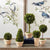 The NAPA HOME AND GARDEN - BOXWOOD TOPIARIES IN POTS include five preserved boxwood plants in white pots: two stemmed spheres, one cone, and two spherical shrubs. Ideal for indoors, they maintain their vibrant green foliage with advanced fade prevention and are arranged in a linear pattern.