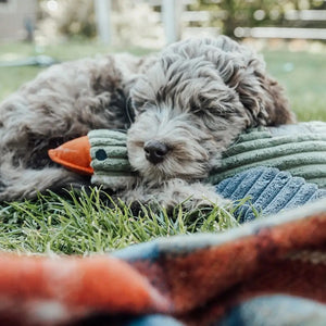 The TALL TAILS Plush Duck Squeaker Dog Toy is ideal for medium and large dogs, featuring a ribbed texture with green and gray sections, an orange beak and feet, and a body made of soft yet durable reinforced mesh fabric.