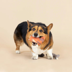 A corgi with a black and brown coat stands on a beige background, holding the PET SHOP BY FRINGE STUDIO's charming FRINGE STUDIO - FOREST FRIENDS MINI DOG AND CAT TOYS, crafted from durable cotton canvas and resembling a whimsical cartoonish character. Another mini pet toy rests on the ground nearby. The small dog gazes up with an eager expression.