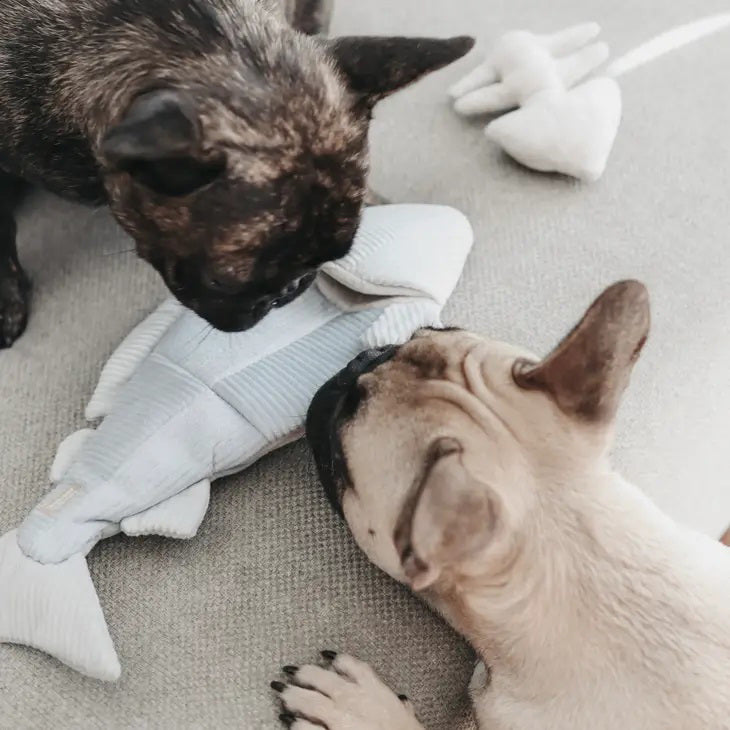 A person's hand places a small treat inside a soft LAMBWOLF COLLECTIVE - TROUT DOG TOY, shaped like a shark, which is laying on a carpet. Nearby, a dog's paw and part of its nose are visible, suggesting the dog eagerly waiting to engage with this enrichment play object from LAMBWOLF COLLECTIVE.