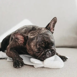 A person's hand places a small treat inside a soft LAMBWOLF COLLECTIVE - TROUT DOG TOY, shaped like a shark, which is laying on a carpet. Nearby, a dog's paw and part of its nose are visible, suggesting the dog eagerly waiting to engage with this enrichment play object from LAMBWOLF COLLECTIVE.