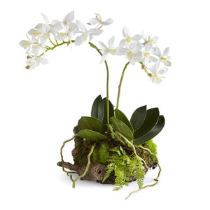 The MINI DENDROBIUM W RUSTIC DROP IN 11.5 by NAPA HOME AND GARDEN showcases a small arrangement of white orchids with green leaves and moss arranged on a wooden base. This incredibly lifelike drop-in features multiple blooms, with long roots and ferns extending around the display. Perfect for interior use only, it creates an elegant look without any maintenance work required.