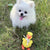 A fluffy white Pomeranian with a joyful expression stands on grass, tongue out, in front of a sustainable KNOTTY PAWZ - HANDMADE YELLOW DUCK ROPE TOY featuring orange feet and beak, tied with a white ribbon.