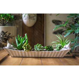 A rectangular white ceramic bird cracker tray by Creative Coop doubles as a planter, showcasing an array of small succulents neatly displayed on a wooden surface. Lush green foliage from surrounding plants enhances the arrangement, making it an ideal gift and adding vibrancy to any indoor space.