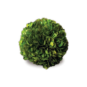 A lush green boxwood ball by NAPA HOME AND GARDEN, its leafy structure resembling a verdant pom-pom, set against a plain white background.