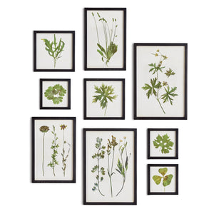 Nine NAPA HOME AND GARDEN - FOLIAGE PRINT LARGE framed prints by NAPA HOME AND GARDEN enhance a white wall. Each black wooden frame holds botanical illustrations of leaves, stems, and flowers in diverse shapes, forming a nature-inspired decor arranged in an artistic, balanced pattern.