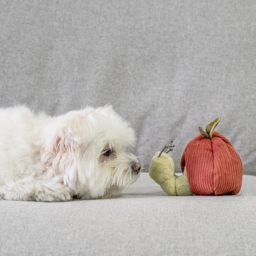 The LAMBWOLF COLLECTIVE - APPLE DOG TOY by LAMBWOLF COLLECTIVE features a furry plush caterpillar peeking out from a cozy, red, corduroy crinkly apple, set against a soft, gray background. The caterpillar includes wire antennae for added fun. This interactive dog toy is ideal for engaging playtime.