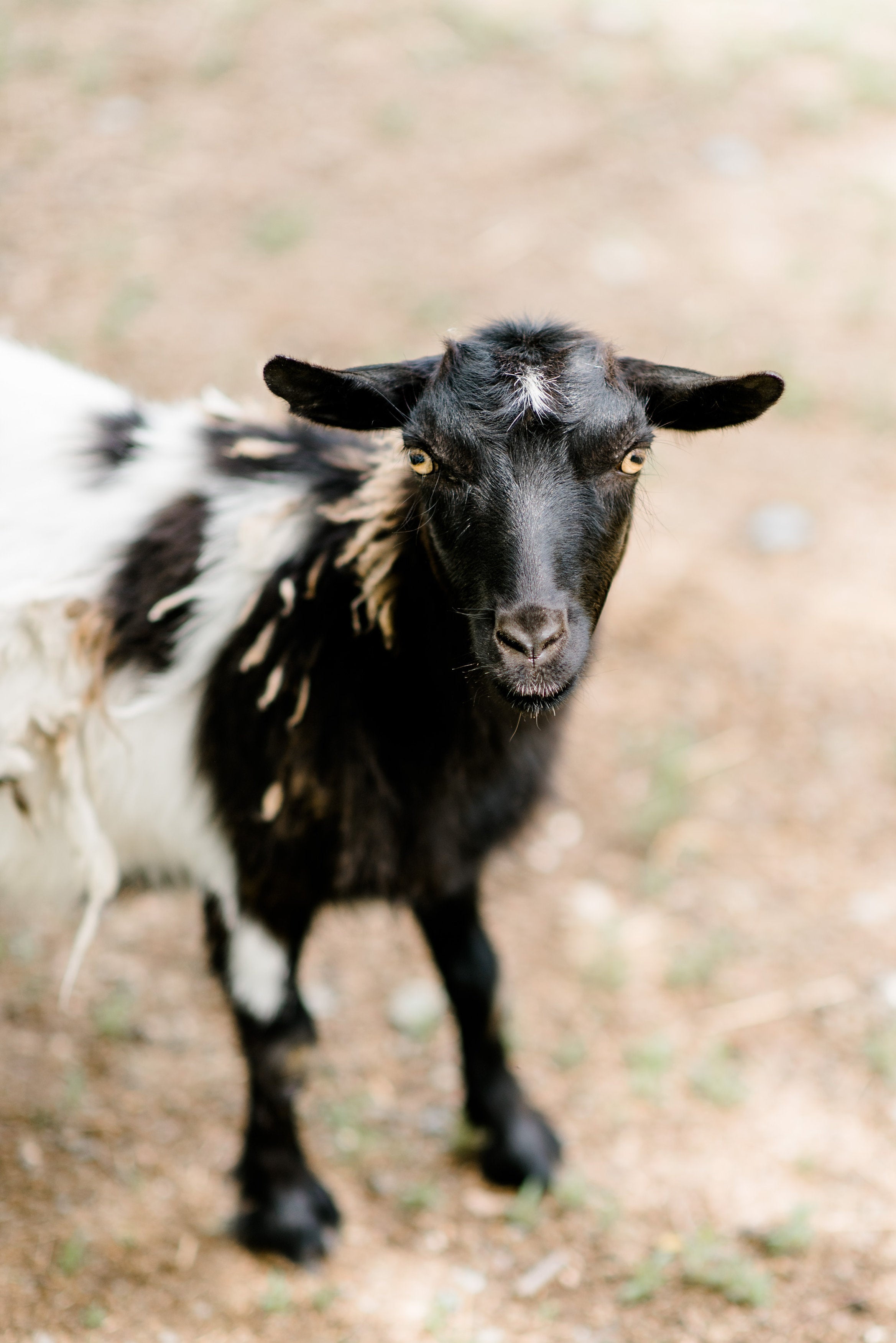 A black and white goat with short fur stands on a blurry, dirt-covered ground, looking directly at the camera with wide, alert eyes.