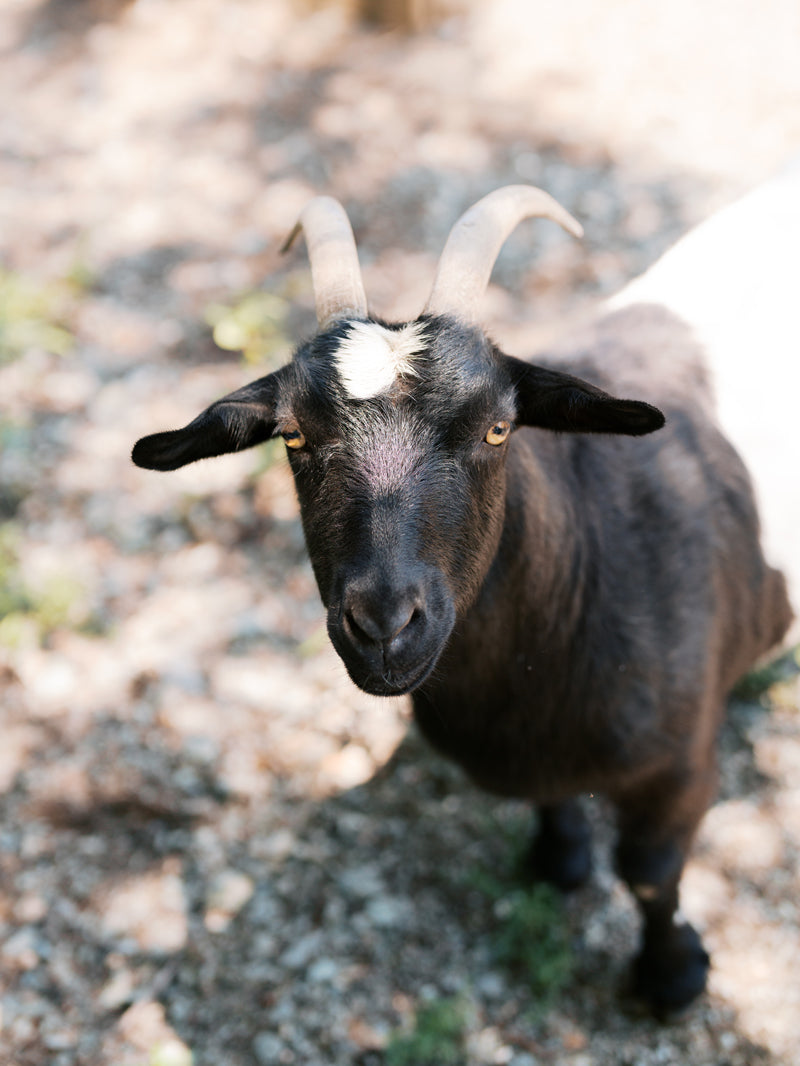 A black and white goat with curved horns and a white spot on its forehead stands on a gravel surface, looking up toward the camera.