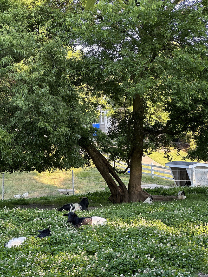 Several goats rest in the shade of a large leafy tree, surrounded by green grass and clover. A fence and small shed are visible in the background, with sunlight filtering through the trees.