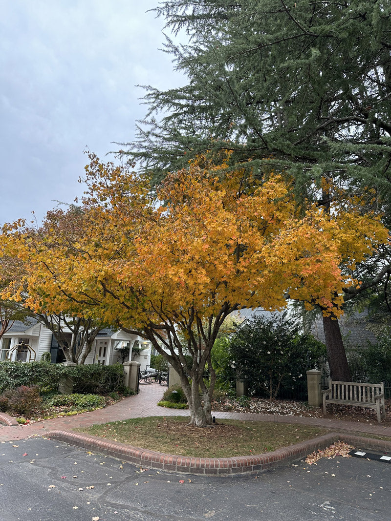 A tree with vibrant orange and yellow autumn leaves stands on a small patch of grass at a street corner, surrounded by shrubs and a bench, with houses and cloudy sky in the background.