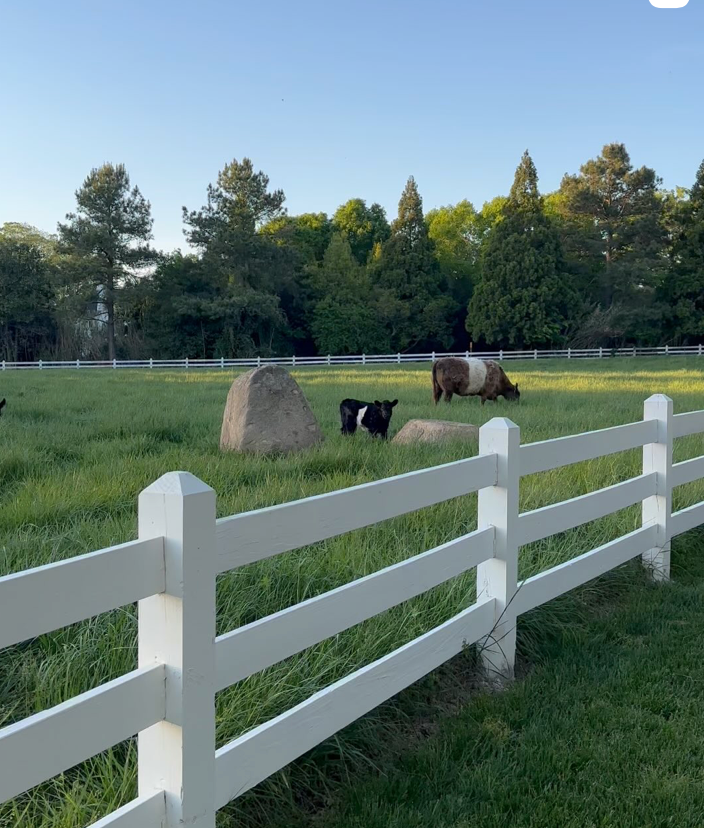 A white wooden fence surrounds a grassy field with a cow and calf grazing. Large rocks sit in the field, and trees line the background under a clear blue sky.