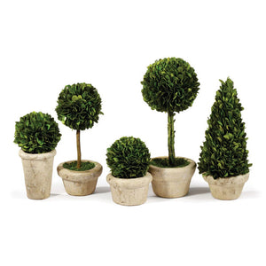 The NAPA HOME AND GARDEN - BOXWOOD TOPIARIES IN POTS include five preserved boxwood plants in white pots: two stemmed spheres, one cone, and two spherical shrubs. Ideal for indoors, they maintain their vibrant green foliage with advanced fade prevention and are arranged in a linear pattern.