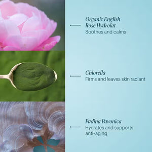 A split image showcasing three natural skincare ingredients: a pink rose, green chlorella on a wooden spoon, and a padina pavonica plant submerged in water. On the right: text explaining their skin benefits—soothing, firming, and hydrating with a rose-infused scent for ELEMIS - PRO-COLLAGEN ROSE MARINE CREAM by ELEMIS - STEINER, an anti-ageing moisturizer.