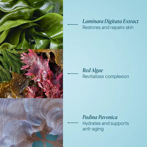 A split image with descriptions of three sea-based ingredients against a blue background. From top to bottom: Laminara Digitata Extract - restores and repairs skin; Red Algae - revitalizes complexion; Padina Pavonica - hydrates and supports anti-aging, ideal for ELEMIS STEINER's Pro Collagen Night Cream.