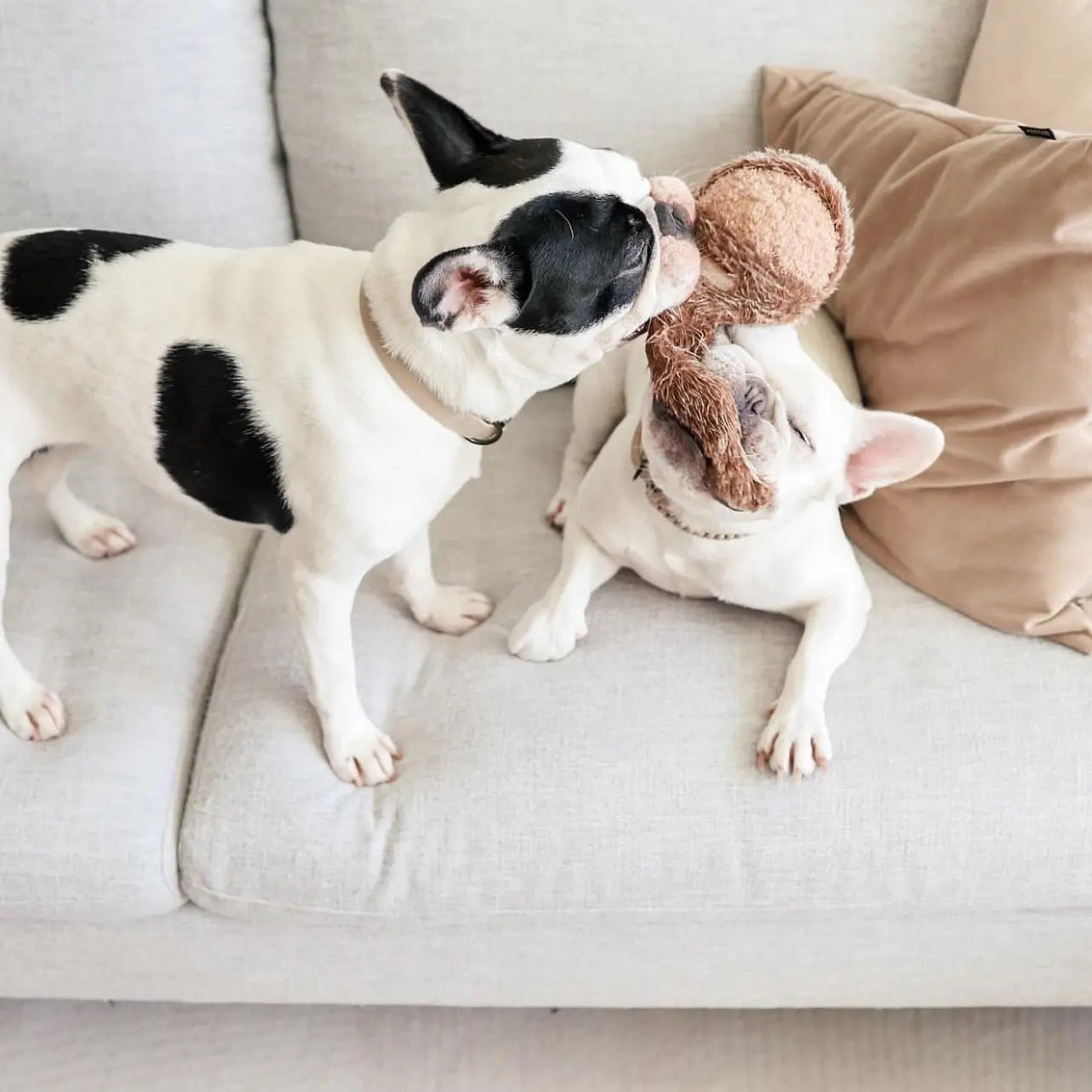 Two French Bulldogs playfully tug at a LAMBWOLF COLLECTIVE - SQUIRREL POP DOG TOY SMALL on a light-colored couch. One dog has a black and white coat, and the other is mostly white. A beige pillow in the background completes their cozy playtime scene.