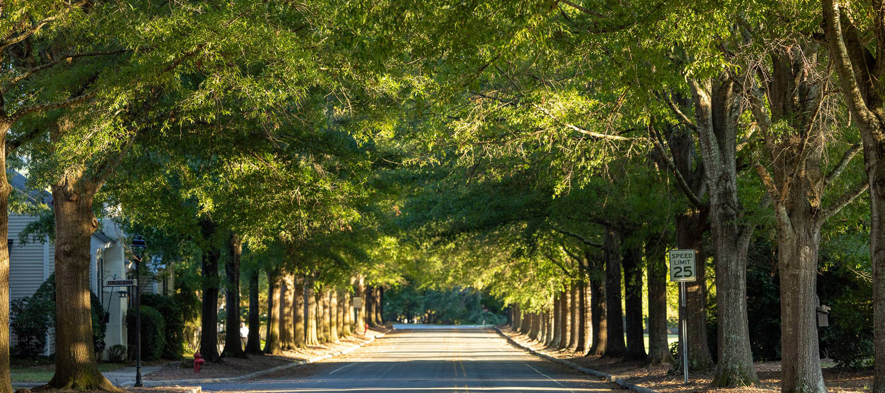 A quiet, sunlit street lined with large, leafy trees on both sides, forming a green canopy over the road. A “Speed Limit 25” sign is visible on the right, and houses are partially seen on the left.