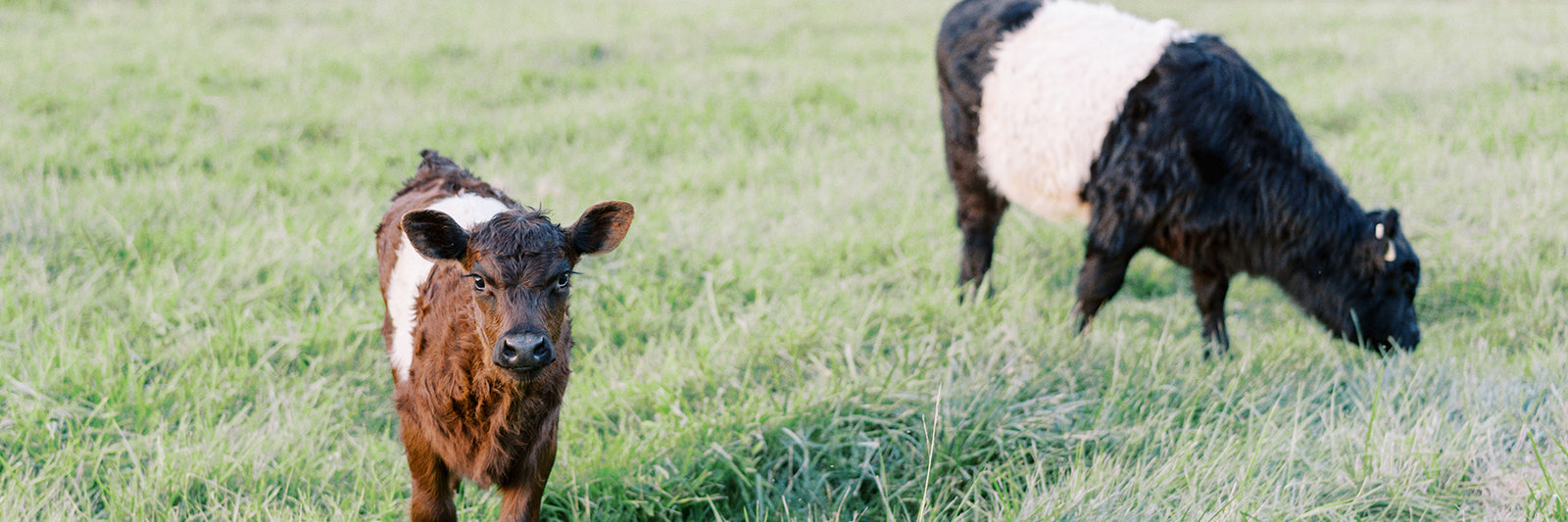 A brown and white calf stands in a grassy field looking at the camera, while a black and white cow grazes in the background.