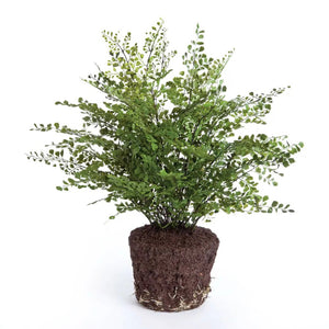 The MAIDENHAIR DROP-IN 23" by NAPA HOME AND GARDEN features small leaves on a round soil base, making it ideal for low-light areas and is presented in isolation against a white background.