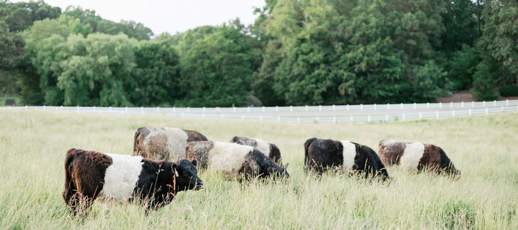 Several belted Galloway cows graze in a grassy field, surrounded by a white fence and lush green trees in the background.