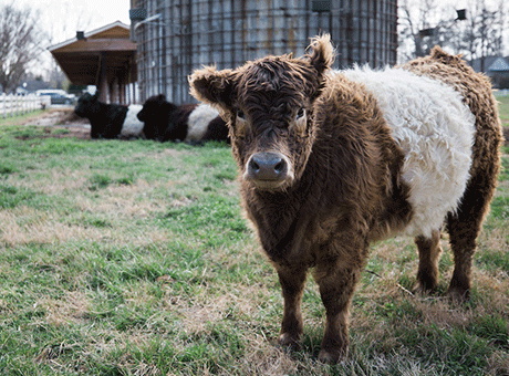 A brown and white belted Galloway cow stands on grass, looking at the camera, with two other cows resting in the background near a silo and farm buildings.