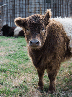 A shaggy brown and white cow stands on grass facing the camera, with another cow lying down in the background near a wire fence.