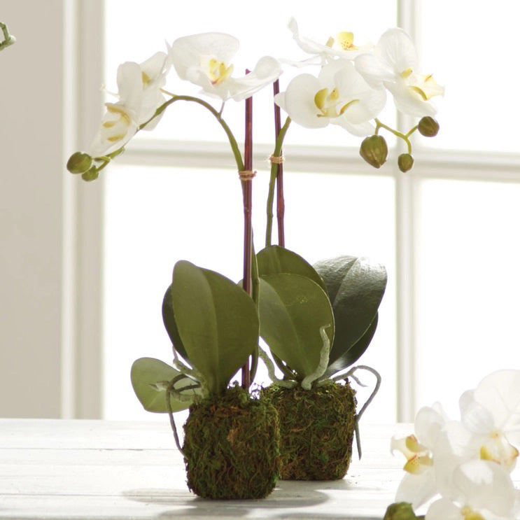 Two exquisitely curated arrangements of PHALAENOPSIS ORCHID DROP IN 23" by NAPA HOME AND GARDEN showcase stunning white orchids and vibrant green leaves, elegantly displayed on a pristine white surface. The pots, adorned with moss, are beautifully highlighted by natural light pouring through a bright window in the background.