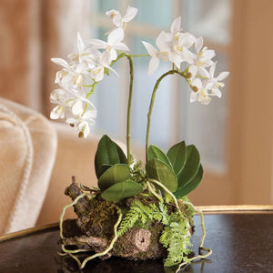 The MINI DENDROBIUM W RUSTIC DROP IN 11.5 by NAPA HOME AND GARDEN showcases a small arrangement of white orchids with green leaves and moss arranged on a wooden base. This incredibly lifelike drop-in features multiple blooms, with long roots and ferns extending around the display. Perfect for interior use only, it creates an elegant look without any maintenance work required.