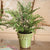 The MAIDENHAIR DROP IN 18 from NAPA HOME AND GARDEN features lush green fern foliage with delicate, lacy leaves and multiple stems. The crafted root ball is displayed surrounded by a clump of soil, making it an ideal piece for curated home decor. The realistic greens of the plant stand out beautifully against a plain white background.