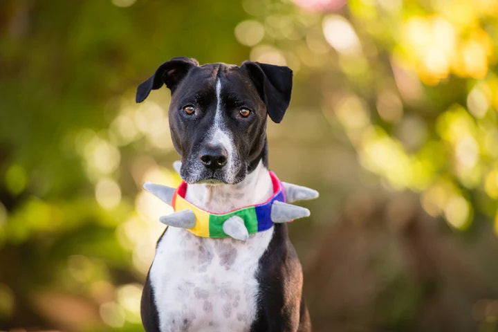 Introducing the SPIKED RAINBOW COLLAR (L) by PLAY PET LIFESTYLE: a vibrant, machine washable collar for dogs, featuring a pattern in red, yellow, green, and blue segments. This plush collar boasts large, soft grey spikes and is secured with a black plastic buckle. It also includes a small red tag with text attached to its eco-friendly filler material.