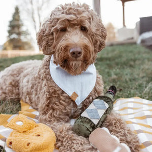 A curly-haired dog wearing a light blue bandana relaxes on a yellow plaid blanket outdoors. Surrounding the dog are various toys, including a plush cheese and LAMBWOLF COLLECTIVE's MERLOT DOG TOY. In the background, trees and a building can be seen.