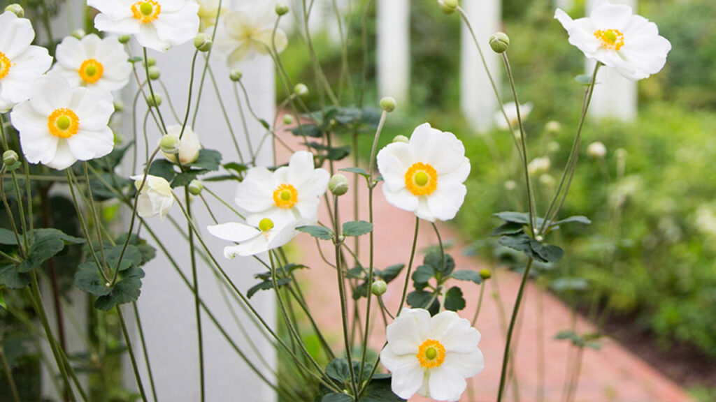 White flowers with yellow centers bloom on tall green stems next to a paved garden path, with lush greenery and white posts in the background.