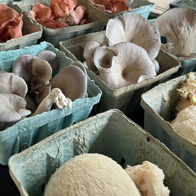 Assorted fresh mushrooms of various shapes and colors are displayed in blue-green cardboard cartons, including pink, white, and light brown varieties.
