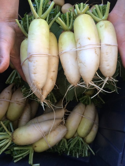 Hands holding two bundles of fresh white daikon radishes with green tops, tied with rubber bands. More daikon radishes are visible beneath them in a container.