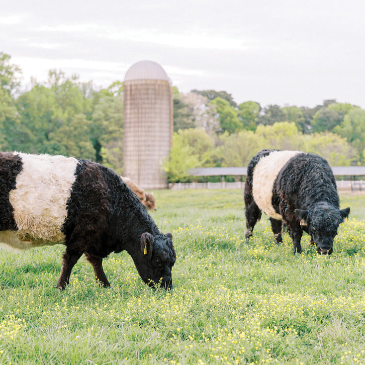 Two black-and-white Belted Galloway cows graze on green grass and yellow wildflowers in a pasture, with a tall silo and trees in the background under a cloudy sky.