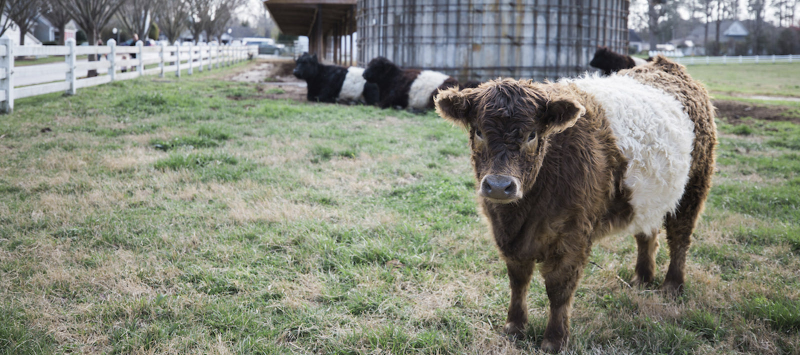 A brown and white Belted Galloway cow stands in a grassy field, facing the camera, while several other cows rest near a large metal silo in the background. White fences line the field, and trees are visible in the distance.